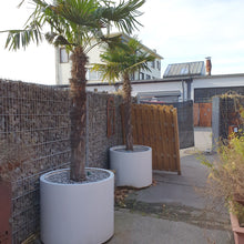 Lade das Bild in den Galerie-Viewer, zwei palmen in soßen stah blumenkuebeln