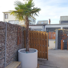 Lade das Bild in den Galerie-Viewer, palmen im einen großen blumenkuebel aus stahl mit pulverbechichtung