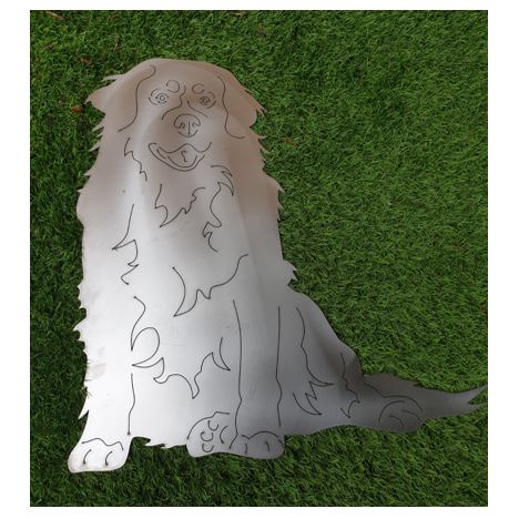 Schöner sitzender Berner Sennenhund in der Größe 84 x 84,5 cm