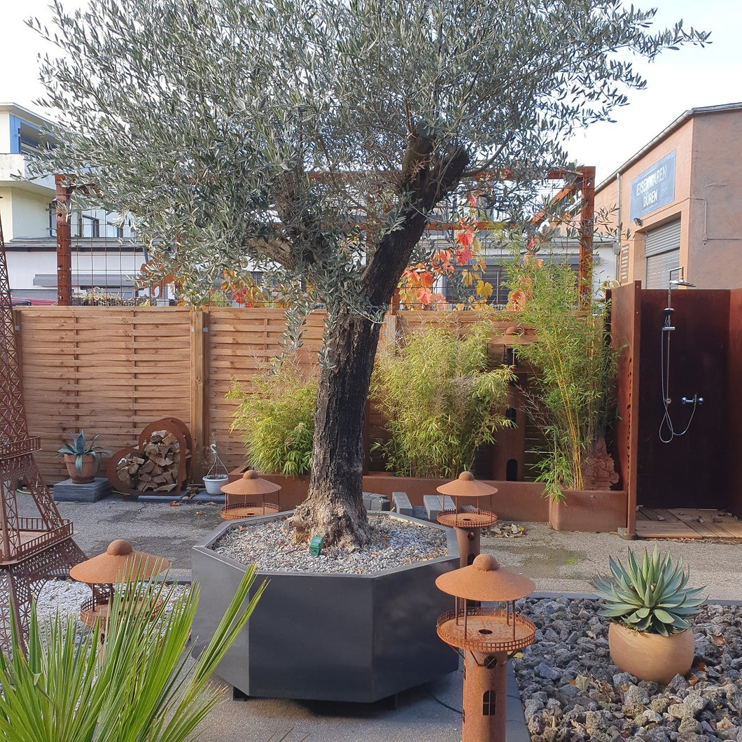 schöner achteckiger Blumenkübel für ein olivenbaum 